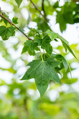 Acer (Esdoorn) - afbeelding 18