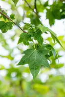 Acer (Esdoorn) - afbeelding 18