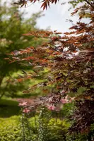 Acer (Esdoorn) - afbeelding 2