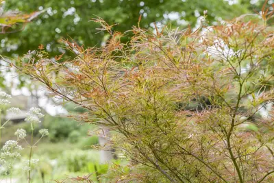 Acer (Esdoorn) - afbeelding 6