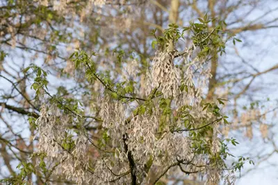 Acer (Esdoorn) - afbeelding 7