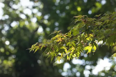 Acer (Esdoorn) - afbeelding 13