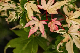 Acer (Esdoorn) - afbeelding 9