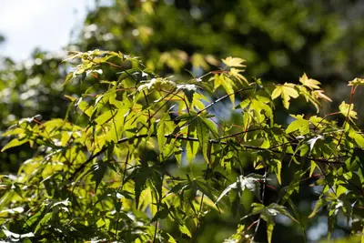 Acer (Esdoorn) - afbeelding 11