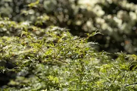 Acer (Esdoorn) - afbeelding 12