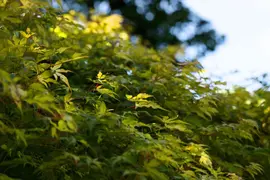Acer (Esdoorn) - afbeelding 14