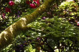 Acer (Esdoorn) - afbeelding 16