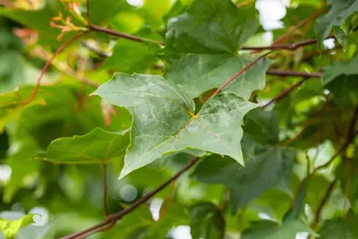 Acer (Esdoorn) - afbeelding 17