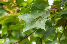 Acer (Esdoorn) - afbeelding 17