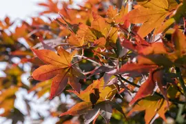 Acer (Esdoorn) - afbeelding 8