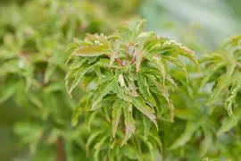 Acer (Esdoorn) - afbeelding 10
