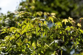 Acer (Esdoorn) - afbeelding 11