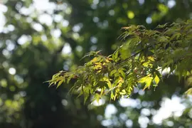 Acer (Esdoorn) - afbeelding 13