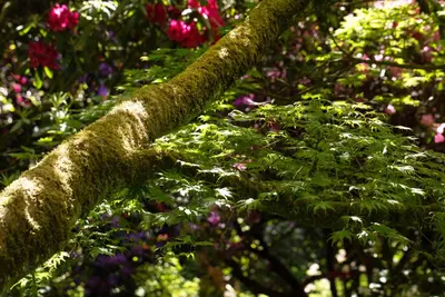 Acer (Esdoorn) - afbeelding 16