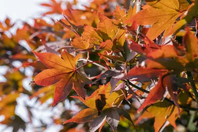 Acer (Esdoorn) - afbeelding 8