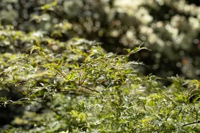 Acer (Esdoorn) - afbeelding 12