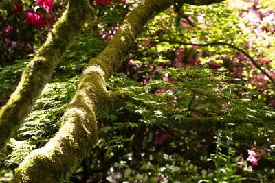 Acer (Esdoorn) - afbeelding 15