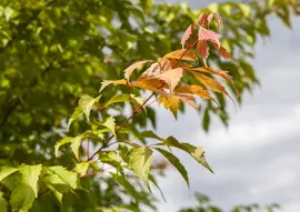 Acer (Esdoorn) - afbeelding 5