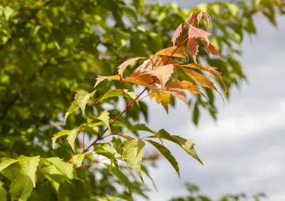 Acer (Esdoorn) - afbeelding 5