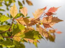 Acer (Esdoorn) - afbeelding 4