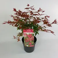 Acer palm. 'beni-maiko' p19 h40 - afbeelding 1