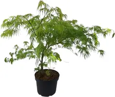 Acer palm. 'dissectum' p28 h70 - afbeelding 1