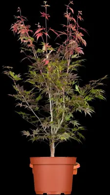 Acer palmatum 'Atropurpureum' (Japanse esdoorn 'Atropurpureum') - afbeelding 3