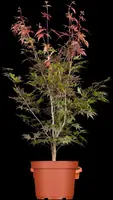 Acer palmatum 'Atropurpureum' (Japanse esdoorn 'Atropurpureum') - afbeelding 3