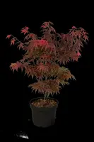 Acer palmatum 'Atropurpureum' (Japanse esdoorn 'Atropurpureum') - afbeelding 28