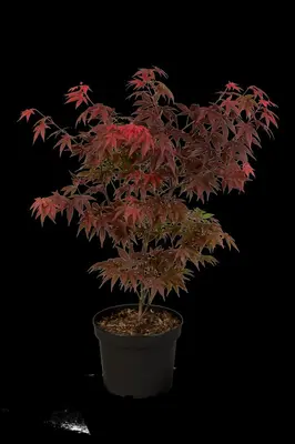 Acer palmatum 'Atropurpureum' (Japanse esdoorn 'Atropurpureum') - afbeelding 28