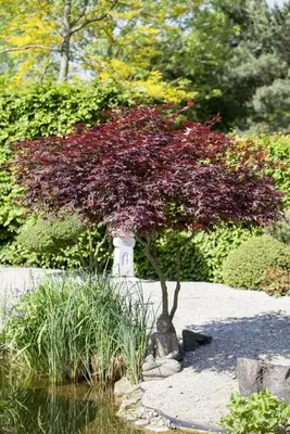 Acer palmatum 'Atropurpureum' (Japanse esdoorn 'Atropurpureum') - afbeelding 4
