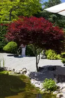 Acer palmatum 'Atropurpureum' (Japanse esdoorn 'Atropurpureum') - afbeelding 8