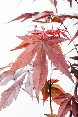 Acer palmatum 'Atropurpureum' (Japanse esdoorn 'Atropurpureum') - afbeelding 10