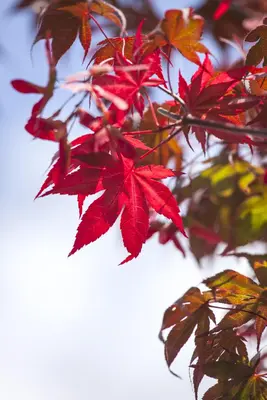 Acer palmatum 'Atropurpureum' (Japanse esdoorn 'Atropurpureum') - afbeelding 14
