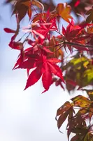 Acer palmatum 'Atropurpureum' (Japanse esdoorn 'Atropurpureum') - afbeelding 14