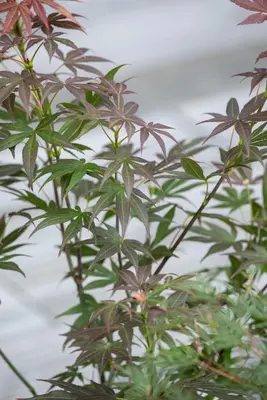 Acer palmatum 'Atropurpureum' (Japanse esdoorn 'Atropurpureum') - afbeelding 19