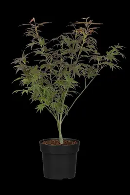 Acer palmatum 'Atropurpureum' (Japanse esdoorn 'Atropurpureum') - afbeelding 23
