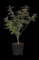 Acer palmatum 'Atropurpureum' (Japanse esdoorn 'Atropurpureum') - afbeelding 23