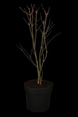 Acer palmatum 'Atropurpureum' (Japanse esdoorn 'Atropurpureum') - afbeelding 1