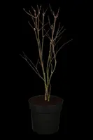 Acer palmatum 'Atropurpureum' (Japanse esdoorn 'Atropurpureum') - afbeelding 1