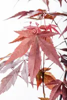 Acer palmatum 'Atropurpureum' (Japanse esdoorn 'Atropurpureum') - afbeelding 10