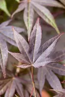 Acer palmatum 'Atropurpureum' (Japanse esdoorn 'Atropurpureum') - afbeelding 12