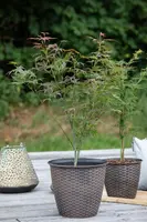 Acer palmatum 'Atropurpureum' (Japanse esdoorn 'Atropurpureum') - afbeelding 20