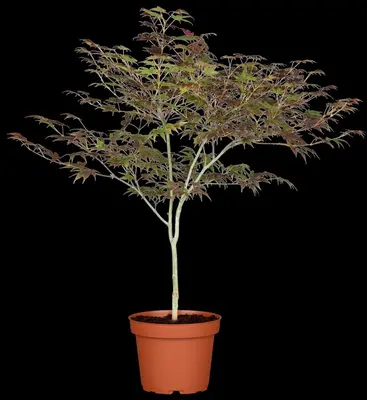 Acer palmatum 'Atropurpureum' (Japanse esdoorn 'Atropurpureum') - afbeelding 11