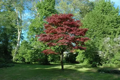 Acer palmatum 'Atropurpureum' (Japanse esdoorn 'Atropurpureum') - afbeelding 18