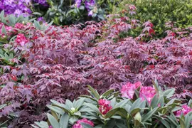 Acer palmatum 'Atropurpureum' (Japanse esdoorn 'Atropurpureum') - afbeelding 5