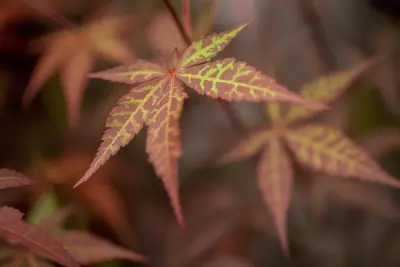 Acer palmatum 'Atropurpureum' (Japanse esdoorn 'Atropurpureum') - afbeelding 6