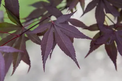 Acer palmatum 'Atropurpureum' (Japanse esdoorn 'Atropurpureum') - afbeelding 16