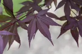 Acer palmatum 'Atropurpureum' (Japanse esdoorn 'Atropurpureum') - afbeelding 16