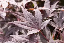 Acer palmatum 'Atropurpureum' (Japanse esdoorn 'Atropurpureum') - afbeelding 17
